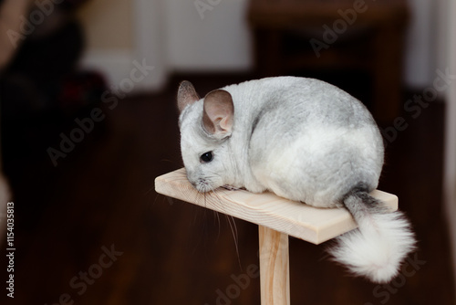 Chinchilla In Play