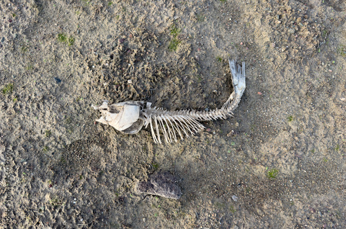 Close-up of a fish skeleton decaying on a dry riverbed, highlighting the impact of drought on aquatic life photo