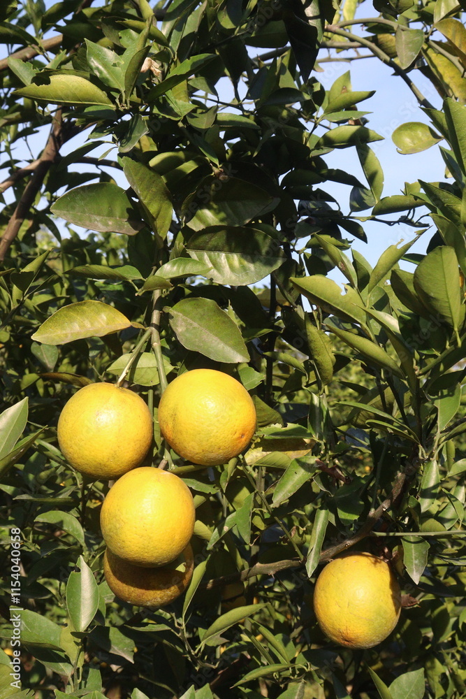 Citrus fruits on tree in farm Citrus fruits on tree in farm