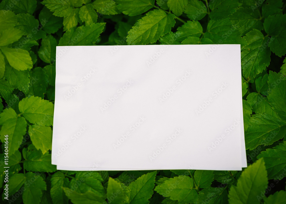 Empty white paper lies on green leaves of a plant, creating a rustic and natural background. The sheet blends with botanical foliage Empty white paper lies on green leaves of a plant, creating a rustic and natural background. The sheet blends with botanical foliage