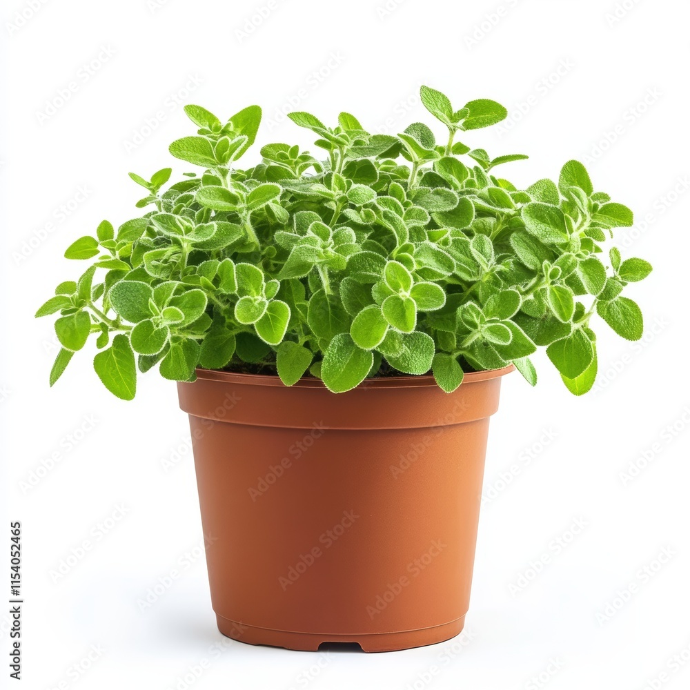Fototapeta premium A potted marjoram plant isolated on white background
