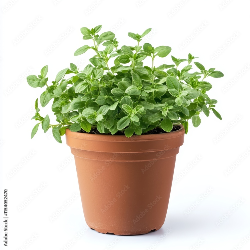 A potted marjoram plant isolated on white background A potted marjoram plant isolated on white background