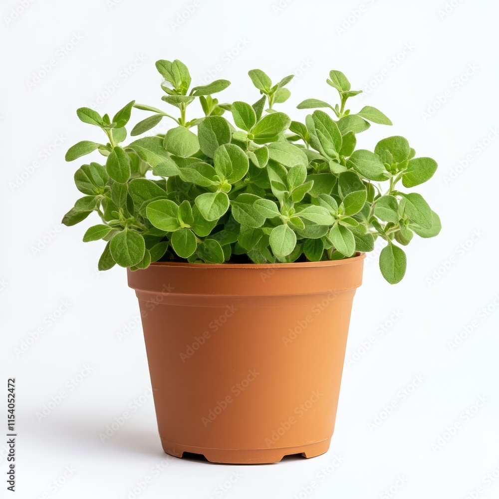 A potted marjoram plant isolated on white background A potted marjoram plant isolated on white background