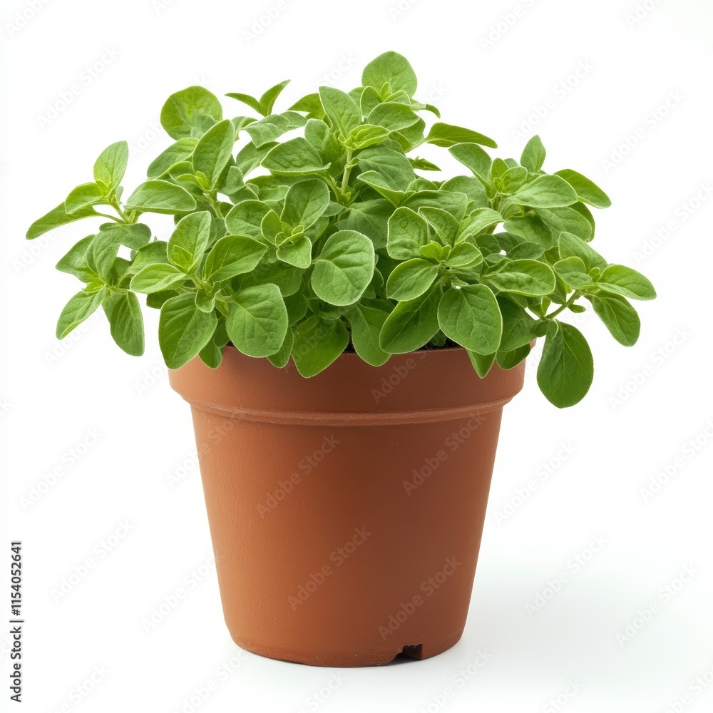 A potted marjoram plant isolated on white background A potted marjoram plant isolated on white background