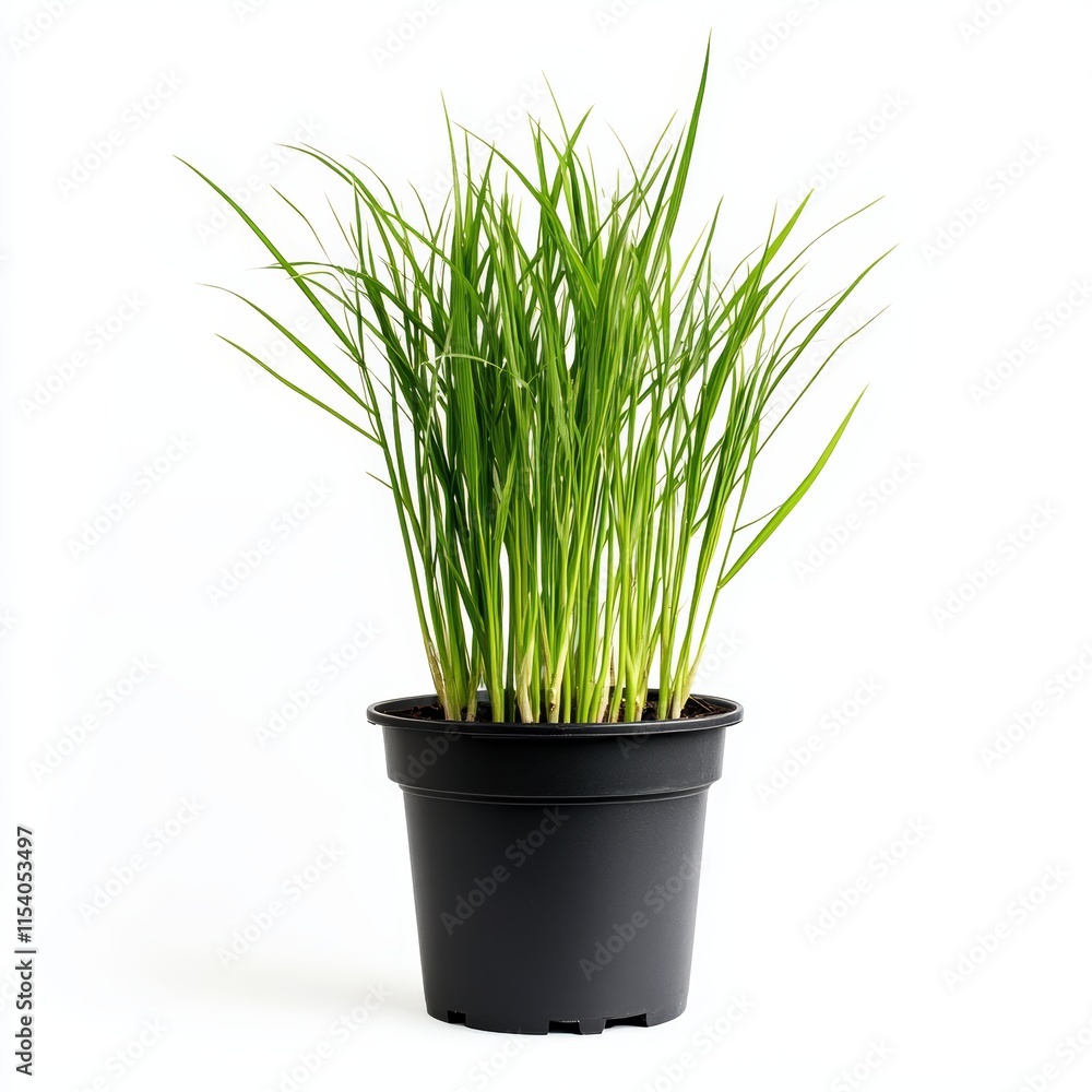A potted lemongrass plant isolated on white background A potted lemongrass plant isolated on white background