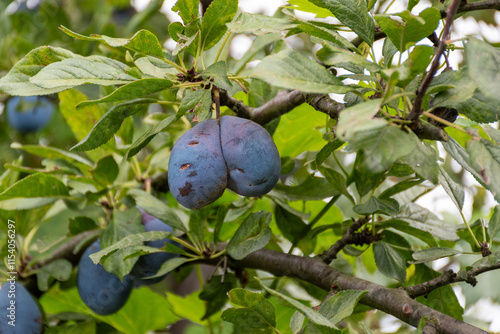 plum in the garden photo