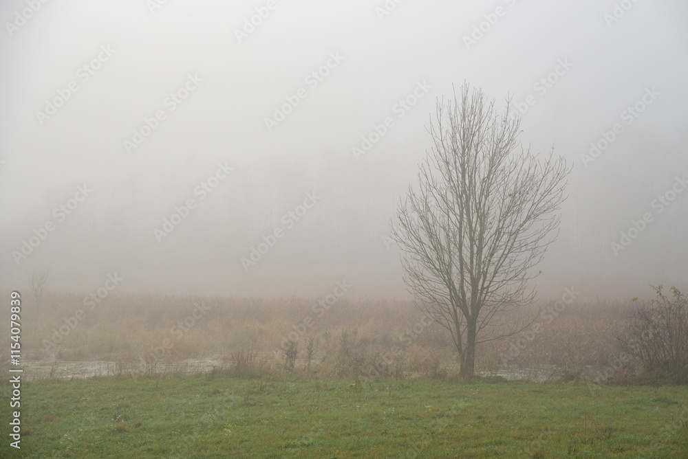 Fog partially obscures a large leafless tree growing on a riverside during autumn with copy space Fog partially obscures a large leafless tree growing on a riverside during autumn with copy space