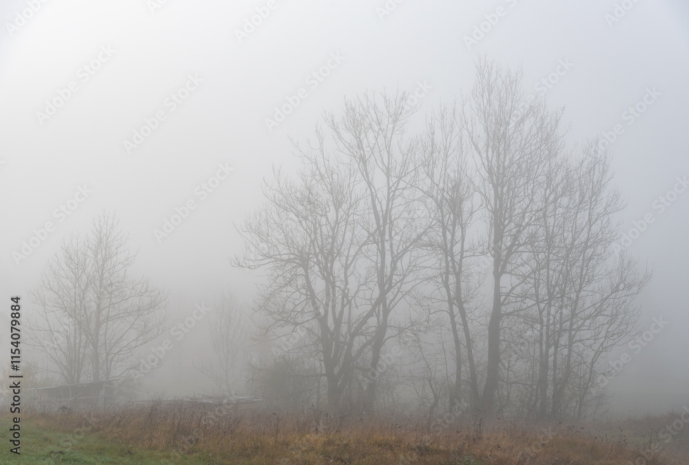 Fog partially obscures a large leafless tree growing on a riverside during autumn with copy space Fog partially obscures a large leafless tree growing on a riverside during autumn with copy space