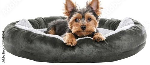 Yorkshire terrier puppy lounging on plush dog bed highlighting its playful nature and unique ear features in a cozy setting photo