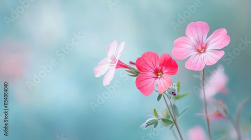 Delicate pink and red geraniums blooming against a soft pastel background in springtime garden setting