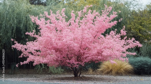 Vibrant pink tamarisk bush in bloom showcasing lush blossoms in a tranquil park setting surrounded by greenery.