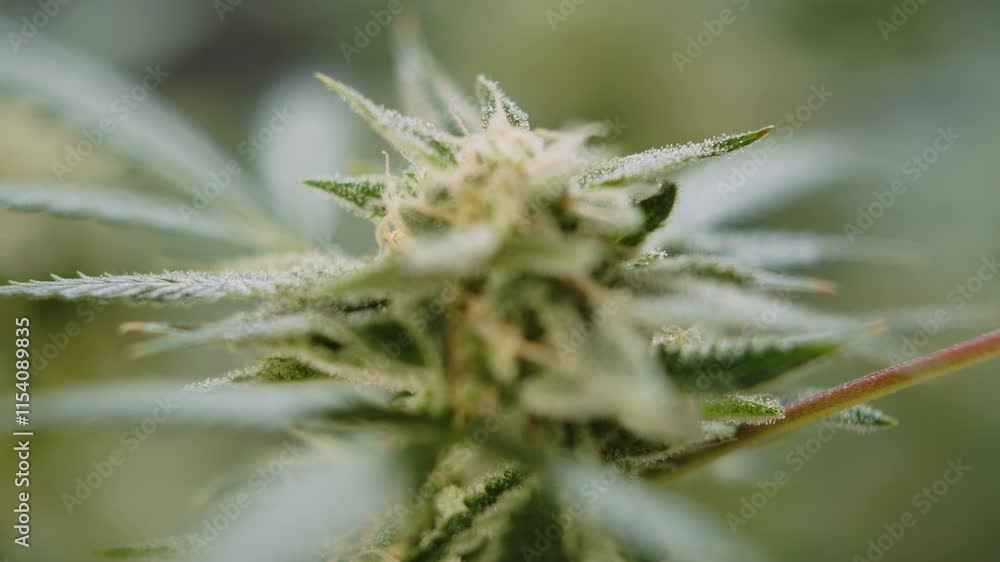 macro shot showing the details of a Kush plant with its natural texture against blurred background macro shot showing the details of a Kush plant with its natural texture against blurred background