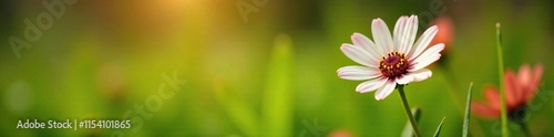 Single white and red daisy on a blade of grass, red, flowers, bloom photo