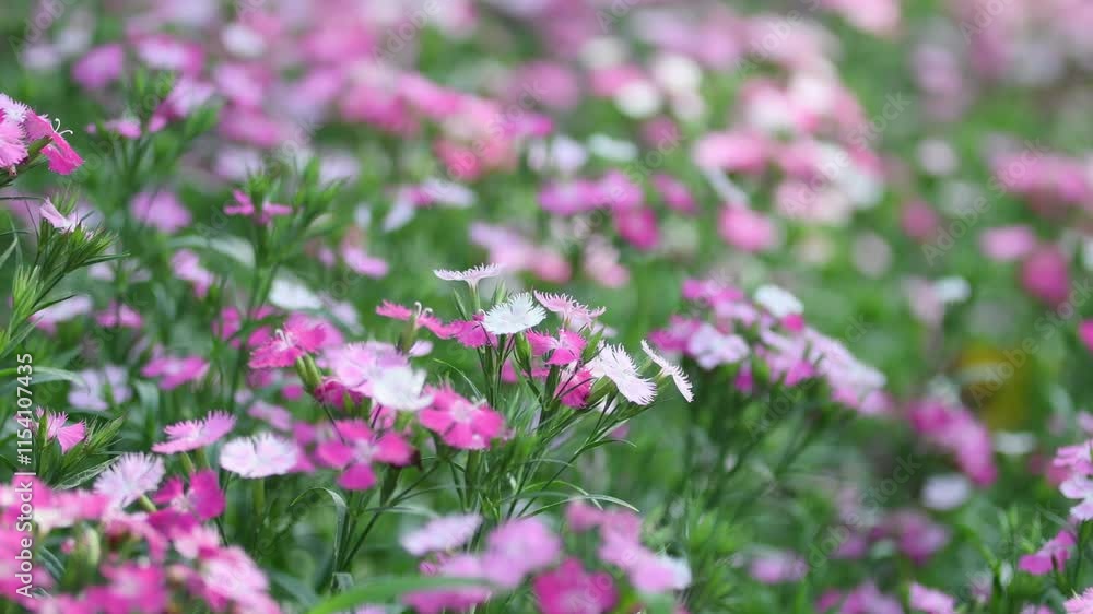 Colorful flowers swaying in the wind in nature, Close-Up, in Garden. Colorful flowers swaying in the wind in nature, Close-Up, in Garden.