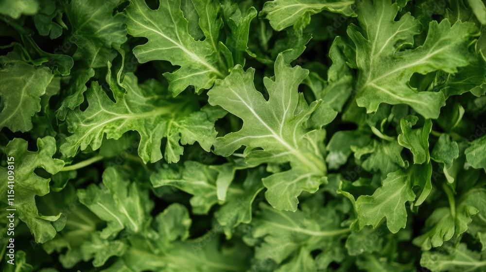 Lush green ornamental plant leaves with a lasagna-like texture filling the frame in a vibrant natural setting. Lush green ornamental plant leaves with a lasagna-like texture filling the frame in a vibrant natural setting.