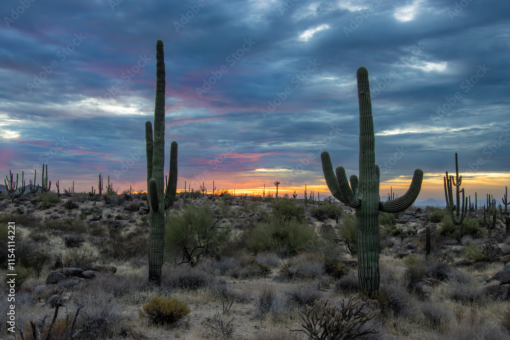 Arizona Desert Sunset Landscape With TWO Saguaro Cactus In Foreground