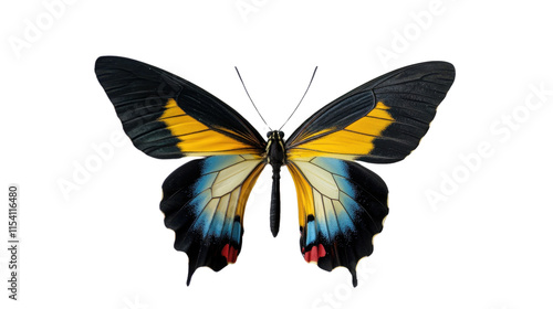 Colorful butterfly with yellow, black, and orange wings isolated on a white background, showcasing its beauty and delicate structure