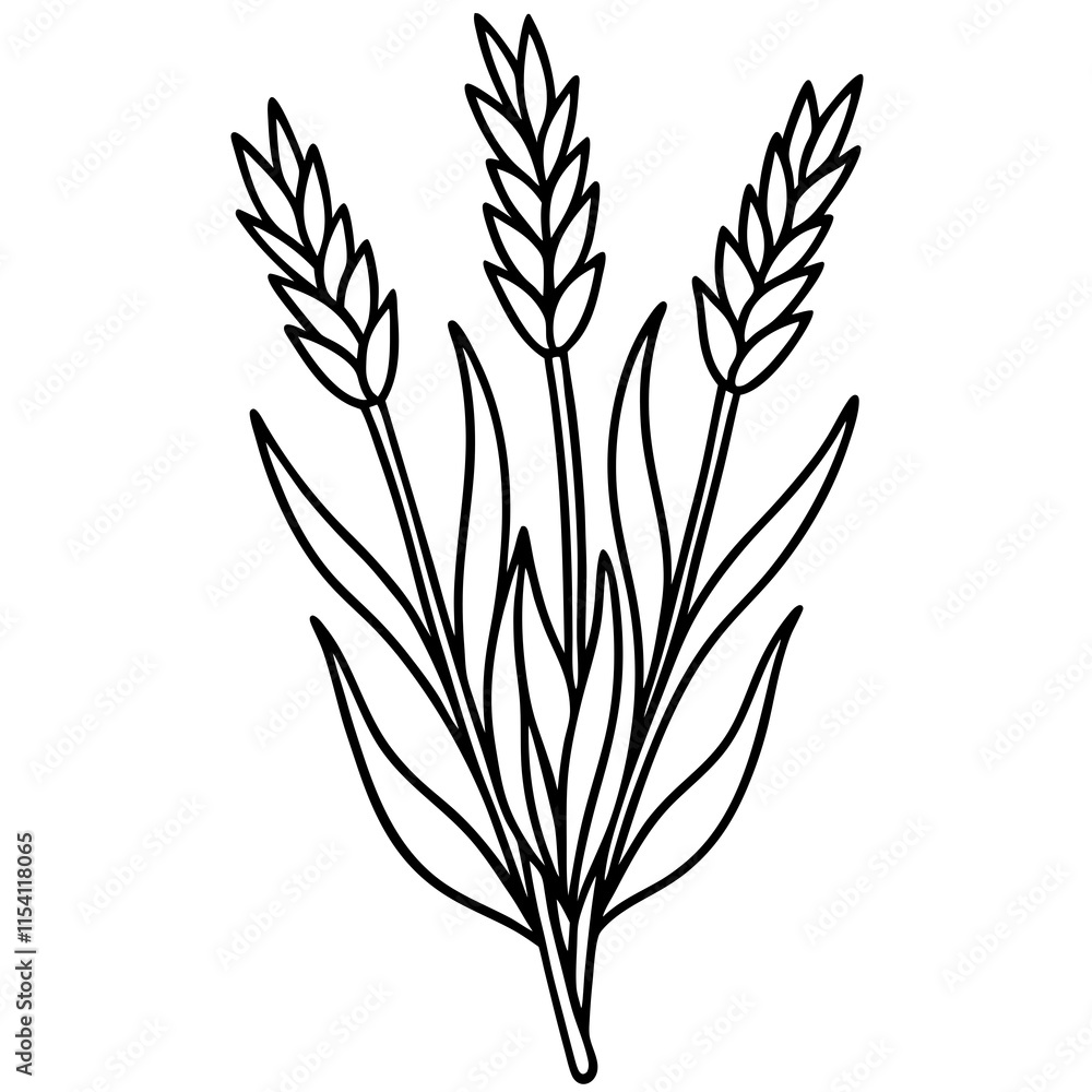 Lavender Lush line art art vector Lavender Lush line art art vector