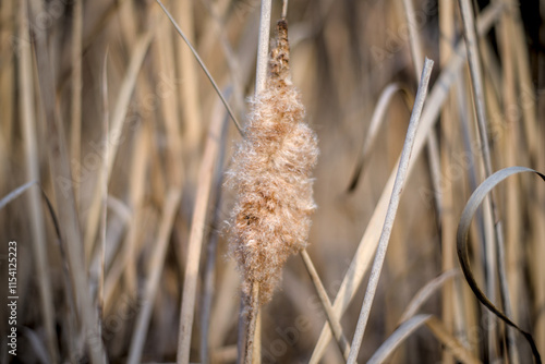 A fluffy cat's tail seed flashing with golden sunlight.