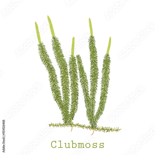 Hand drawn vector illustration of clubmoss plant or Lycopodium clavatum