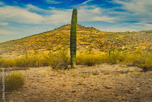 cactus, desert, solitary, landscape, dry vegetation, rocky ground, arid, sun, cracked earth, barren, rugged, resilience, survival, drought, heat, sand, plants, shrubs, barren landscape, harsh, 