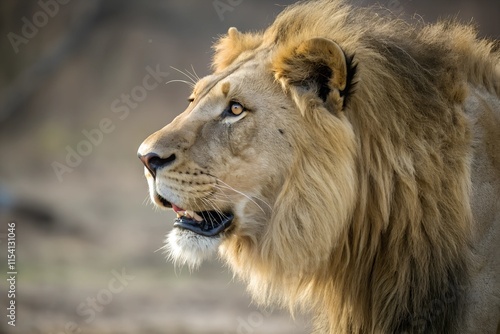 A majestic side portrait of a big male African lion, showcasing its golden mane, piercing eyes, and regal expression, exuding strength and dominance against a natural backdrop. photo