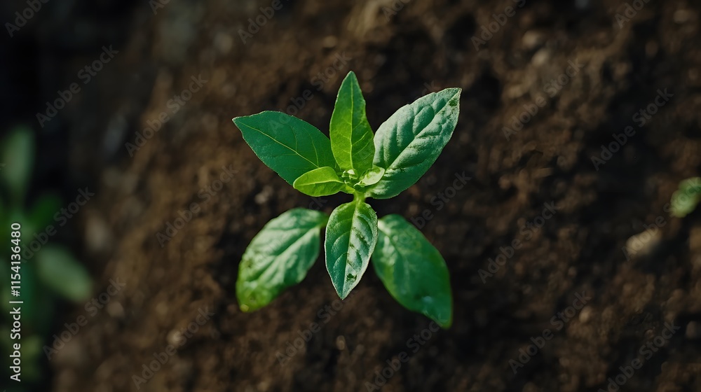 Naklejka premium A fresh plant growing in soil representing new beginnings and the growth of new ideas