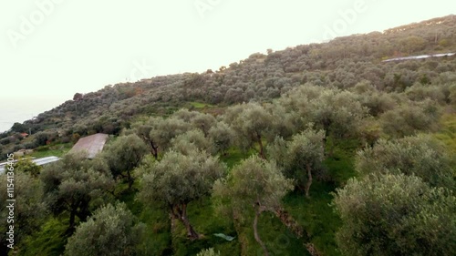 Drone View of Ligurian Olive Grove in Scenic Countryside Landscape