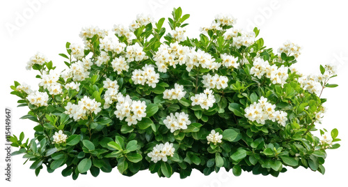 Fototapeta Naklejka Na Ścianę i Meble -  PNG Real white flower bushes flowers leaves leaf.