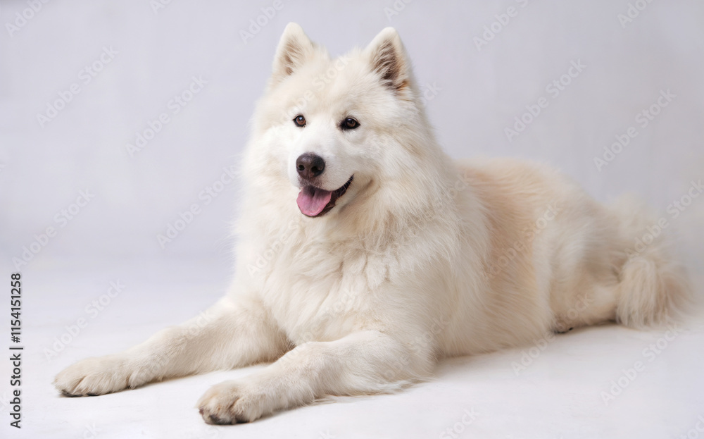 A fluffy white dog, possibly a Samoyed, lying down with its front legs extended in front of it. A fluffy white dog, possibly a Samoyed, lying down with its front legs extended in front of it.