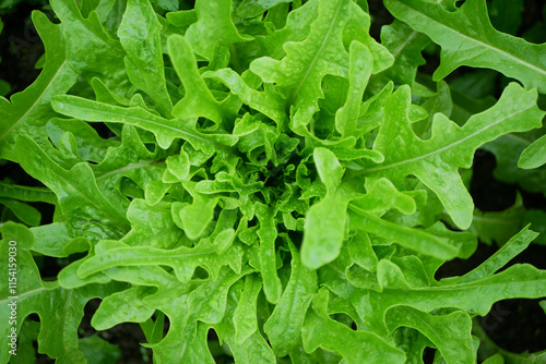 Lettuce rocket arugula vegetable Eruca sativa vesicaria roquette and rucola bio green harvest farmer farming greenhouse folio and agricultural farm garden corrugated harvesting leaf green food