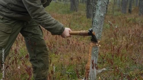 Close-up: man cutting down an old tree in the forest. A forester cuts down a tree. Clearing the forest of old trees. Preparing firewood for the fire.