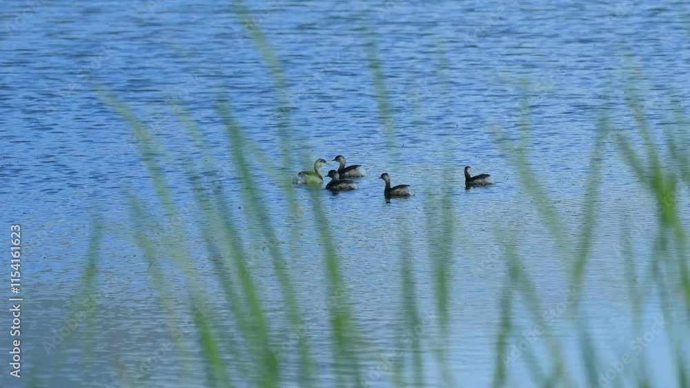 Mallard ducks swimming together in a serene lake surrounded by green grass in the afternoon sunlight Mallard ducks swimming together in a serene lake surrounded by green grass in the afternoon sunlight