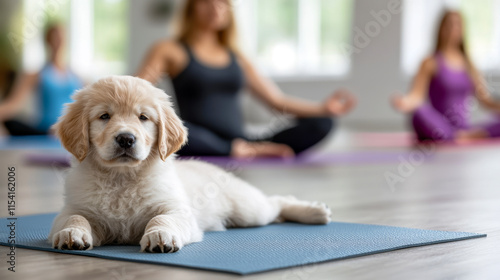 Puppy lounging on yoga mat while people meditate in a tranquil studio setting during a calming session