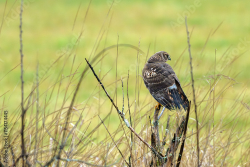 Northern Harrier hawk perches low to the ground while hunting for its prey in the Cowichan Estuary. photo