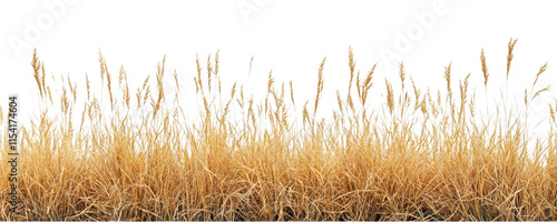 PNG Real savannah yellow grass background nature white.
