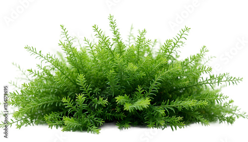 A vibrant cluster of lush green fern leaves on a clean white background, showcasing the detailed texture and freshness of natural foliage with vivid colors - transparent background.