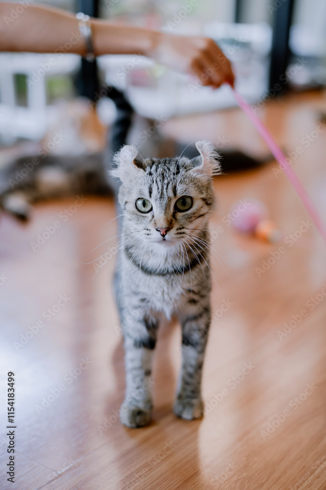Obraz premium White and gray striped cat looking at the camera.