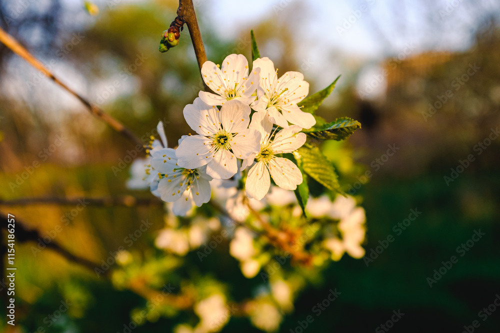 Flowering apple trees in spring. A branch of a flowering apple tree. Spring flowering trees. Flowering apple trees in spring. A branch of a flowering apple tree. Spring flowering trees.