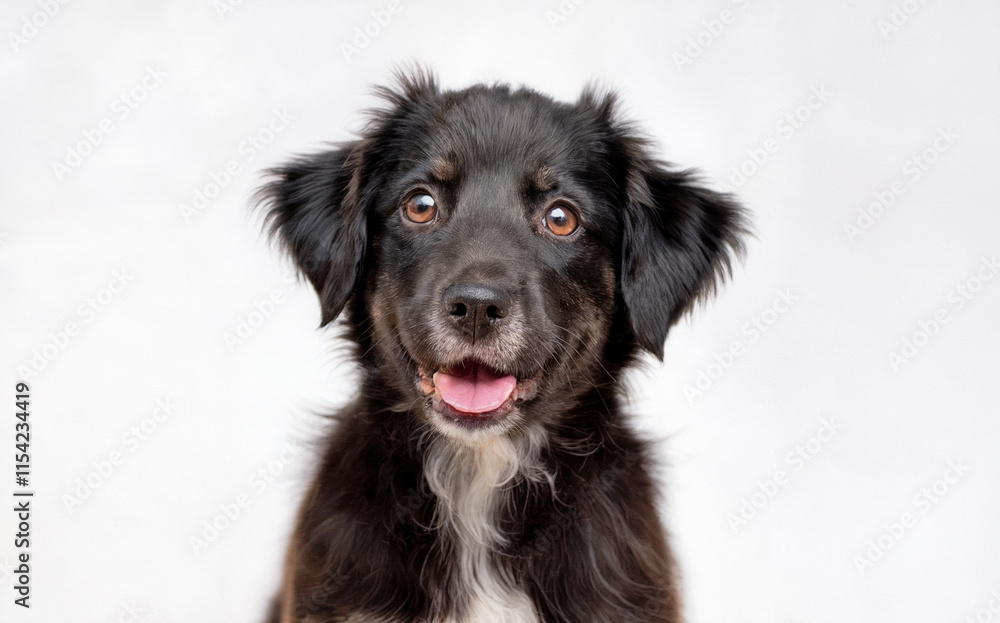 A black and white dog with a playful expression. The dog has a medium-length coat, with its ears perked up and eyes wide open, giving it an alert and curious look. A black and white dog with a playful expression. The dog has a medium-length coat, with its ears perked up and eyes wide open, giving it an alert and curious look.