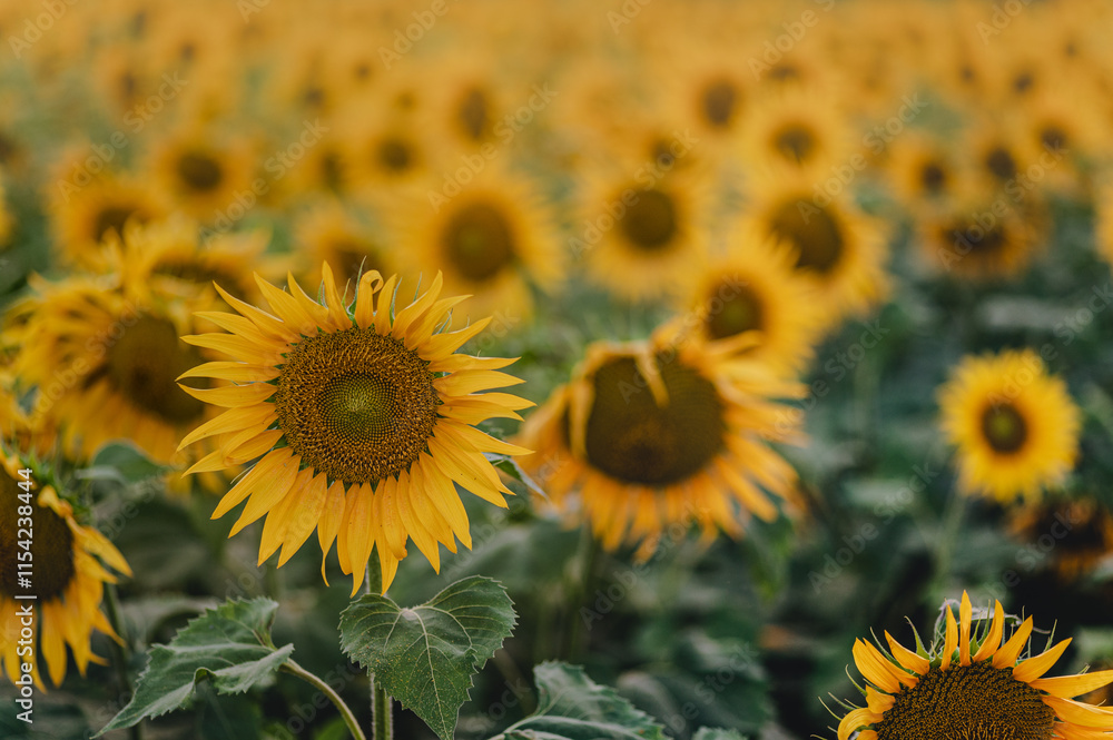 Fototapeta premium Sunflower field fully bloomed and background blur. Used selective focus.