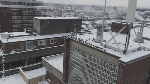 birds on a building 