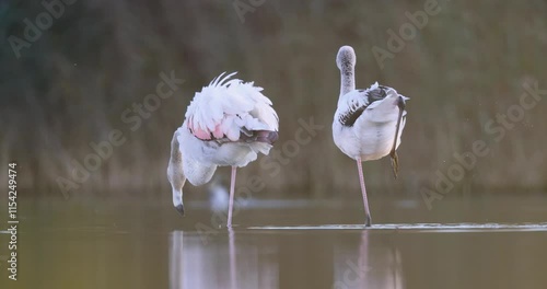 The greater flamingo (Phoenicopterus roseus) is the  largest species of the flamingo family, cleaning feathers.