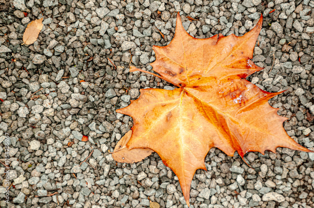 Top view close distance of, a single, brown, autumn leaf, laying in small driveway gravel with strobe lighting Top view close distance of, a single, brown, autumn leaf, laying in small driveway gravel with strobe lighting