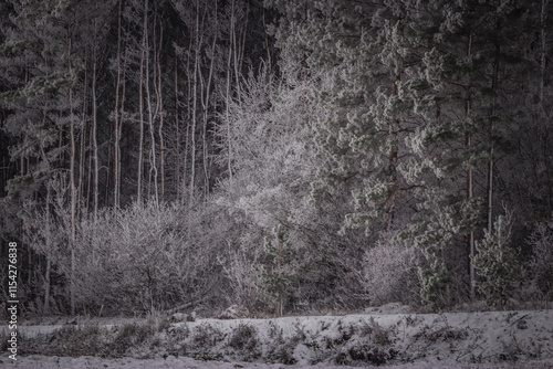 Wallpaper Mural frosty morning and hoarfrost outside the city Torontodigital.ca