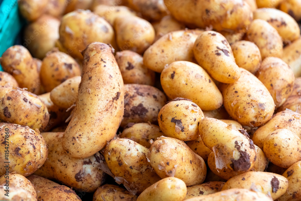 Freshly harvested potatoes displaying various shapes and sizes at a local market during the afternoon Freshly harvested potatoes displaying various shapes and sizes at a local market during the afternoon