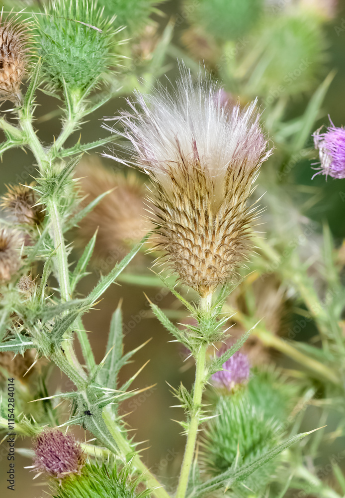images of wild plants. photos of thorns in nature. images of wild plants. photos of thorns in nature.