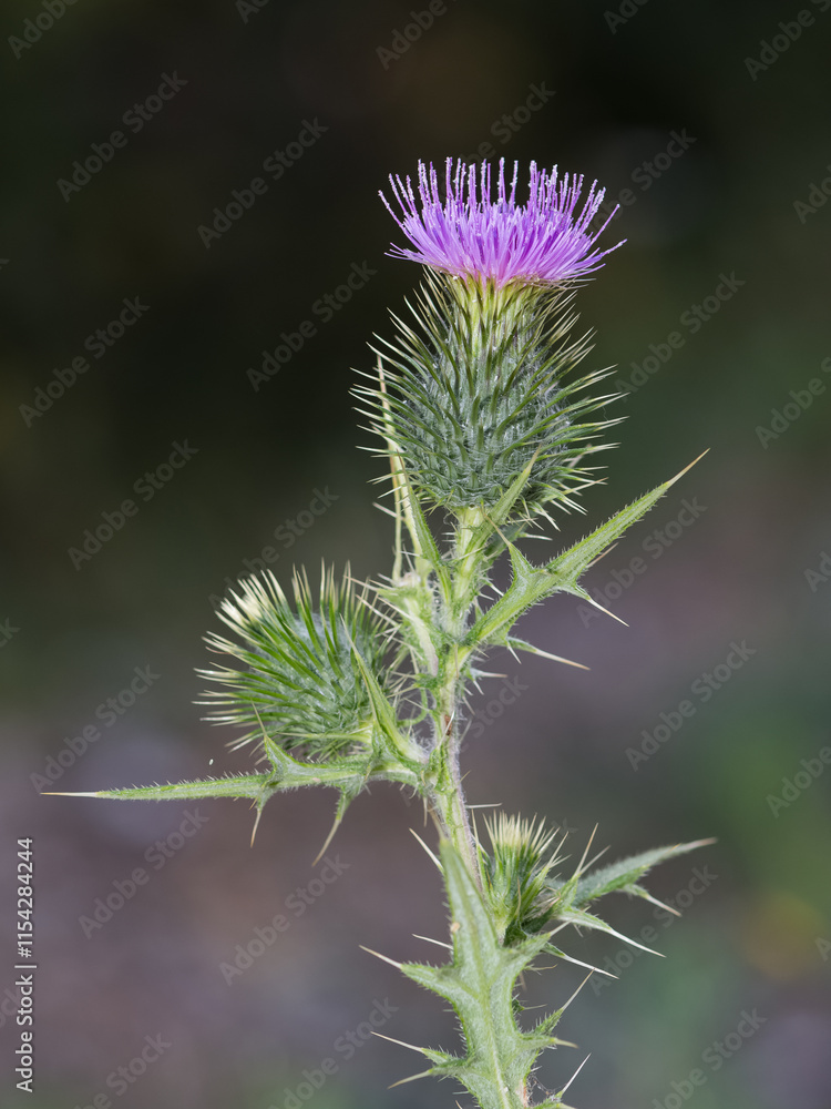 images of wild plants. photos of thorns in nature. images of wild plants. photos of thorns in nature.