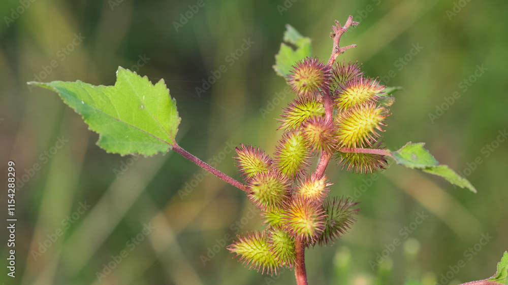 photos of thorny plants that grow spontaneously in nature. photos of thorny plants that grow spontaneously in nature.