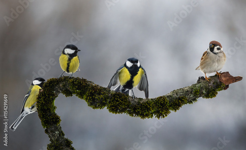 group of birds tits and sparrows sitting on a branch covered with moss in the...